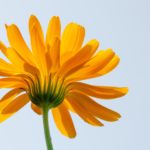 Naturopaty Swiss Osteo Lausanne