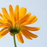 Fleur sans souci Naturopathie Swiss Osteo Lausanne