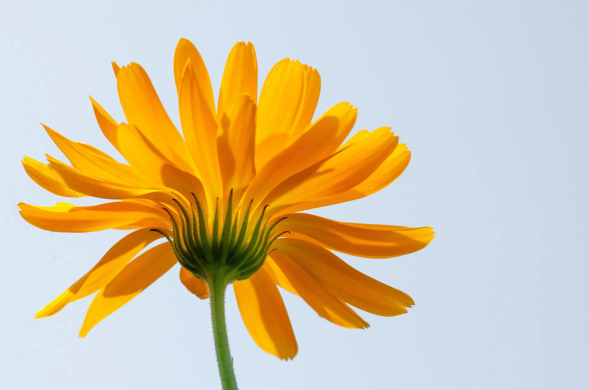 Fleur sans souci Naturopathie Swiss Osteo Lausanne